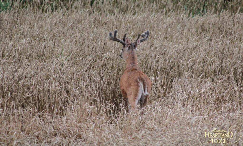 early velvet whitetail scouting