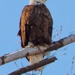 Bald Eagles are a common site along the river banks!