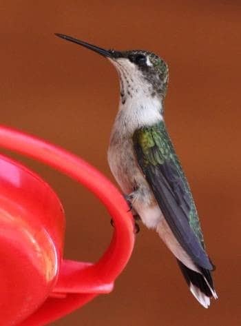 Hummingbird on a feeder