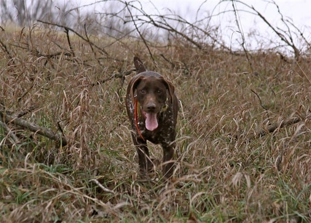Is Your Dog Gun Shy