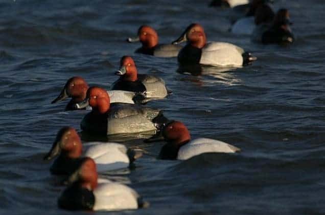 Lining Up For Ducks - Understanding Long Line Decoying