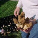 Guided mushroom hunting in illinois