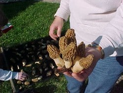 Guided mushroom hunting in illinois