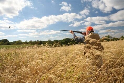 Quail Hunting at Lodge on the Farm
