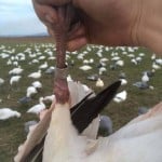 A banded snow goose harvested in illinois
