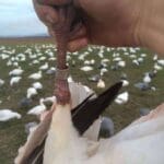 A banded snow goose harvested in illinois