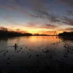 Duck Hunting Decoy Set up