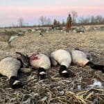 Great day in the goose fields!