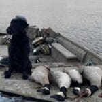 Great day goose hunting on the Mississippi River