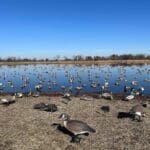 Duck and goose decoy set up at the waterfowl pit.