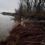 Duck hunting at the river blind.