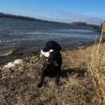 Retrieving a duck on the river.