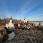 Great morning in the waterfowl blind.