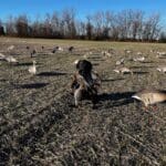 Retrieving a goose.