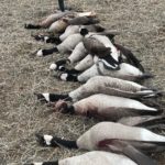 Great day goose hunting!