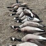 Great day goose hunting!