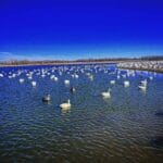 Snow Goose Decoy Spread