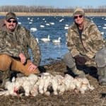 Snow goose hunting in March