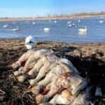 A nice pile after a day of snow goose hunting