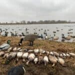 A great day in the duck pit!