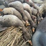 Guided goose hunting trip in Illinois.