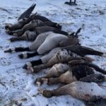 A mixed bag of geese while hunting at Heartland Lodge!