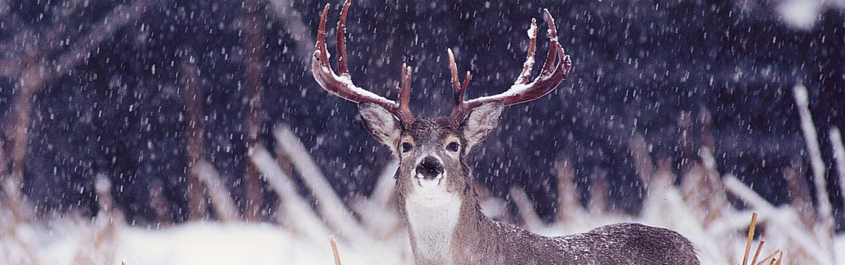 Deer snow