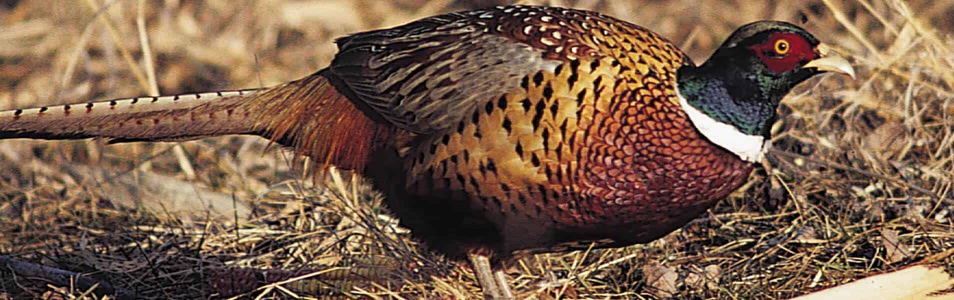 Pheasant – Slide Show