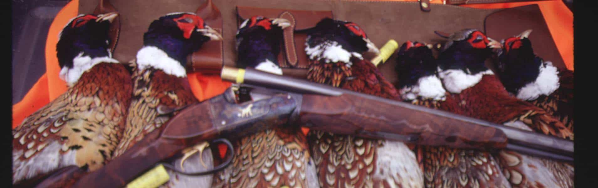 Slide show Pheasant