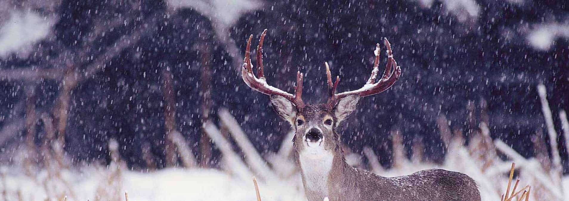 slide-illinois-whitetail-hunting5