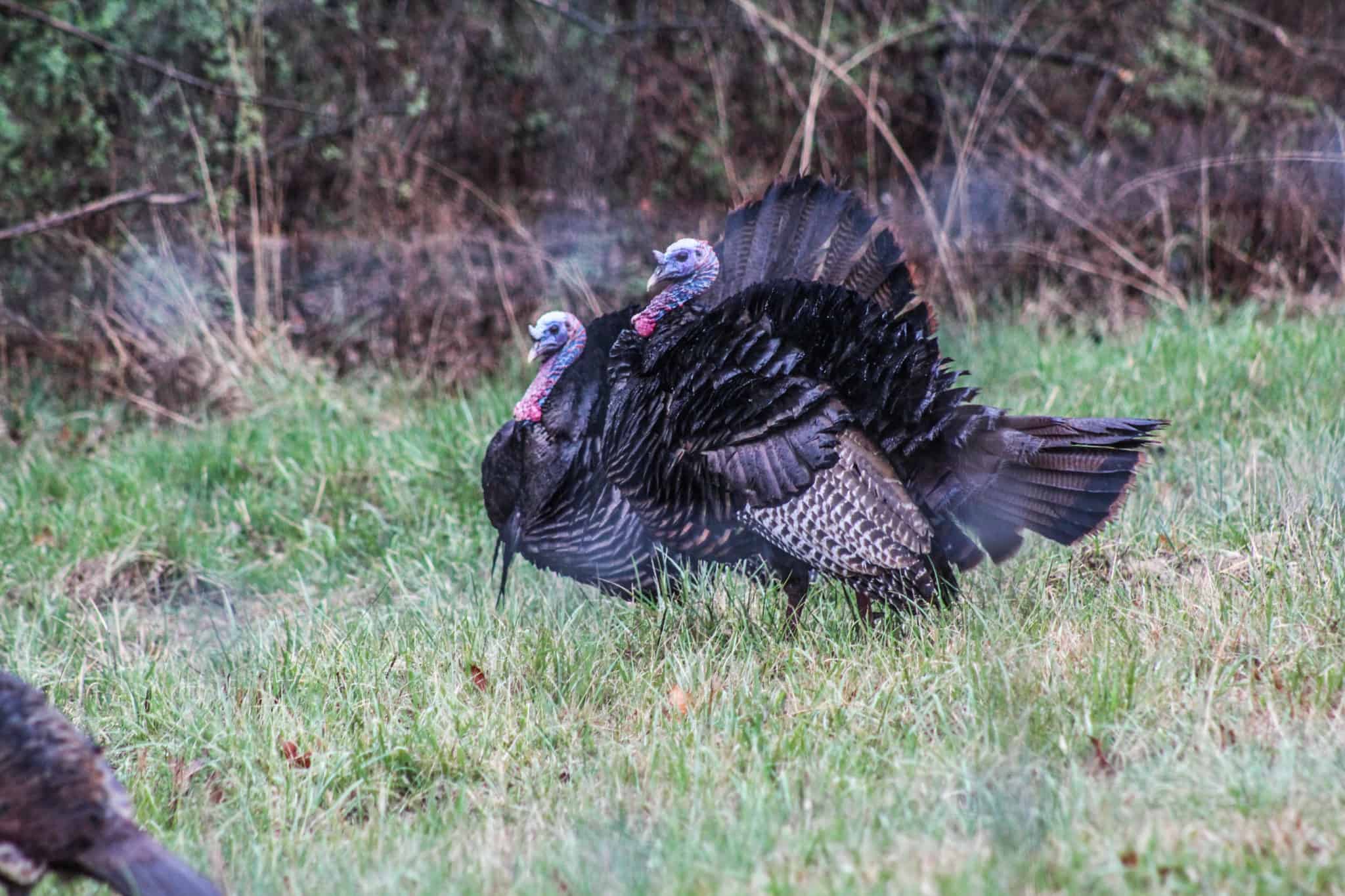 patterning your turkey hunting gun