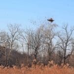 A great shot on a pheasant