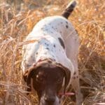 Champion Bird Dogs