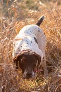 Champion Bird Dogs