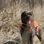 Upland hunting in Pike County, IL