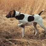 Quail hunting at Heartland Lodge