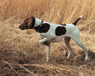 pheasant hunting dog on point