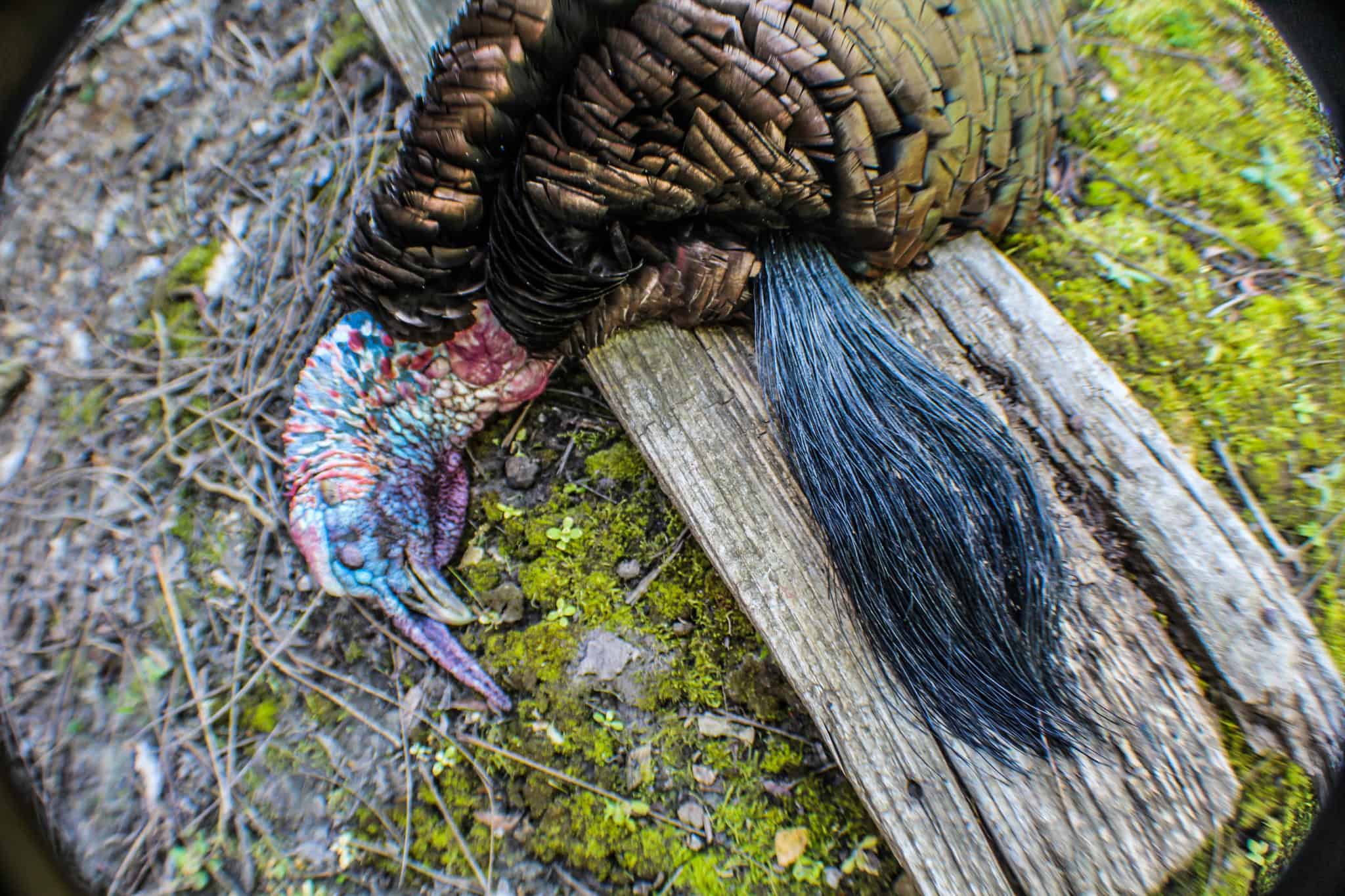 Turkey Hunting tips and tactics