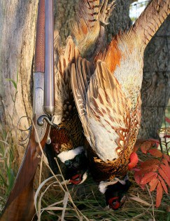 orvis endorsed premier pheasant hunting lodge