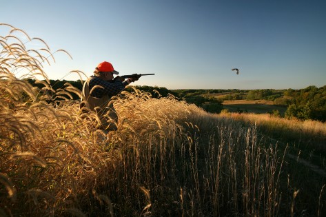 Pheasant hunting with a 28 guage shotgun
