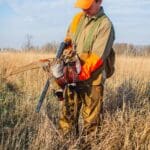 pheasant hunting at orvis endorsed wingshooting lodge illinois