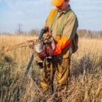 pheasant hunting at orvis endorsed wingshooting lodge illinois