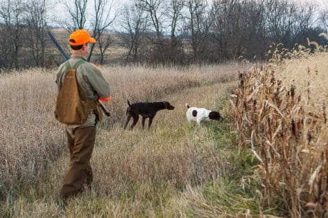 Orvis Endorsed Wingshooting Lodges Heartland Lodge Orvis Endorsed Wingshooting Lodges