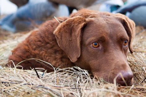 Waterfowl Dog ready for the next round of birds!