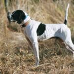 orvis hunting dogs