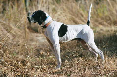 Bird hunting dog on point at Orvis Lodge