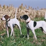 upland bird hunting dogs at orvis endorsed lodge in illinois