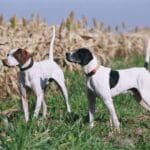 upland bird hunting dogs at orvis endorsed lodge in illinois