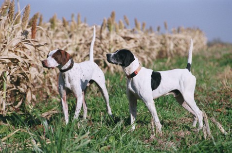 Two bird dogs on point as they close in on quail