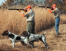 Upland Bird Hunting Q&A